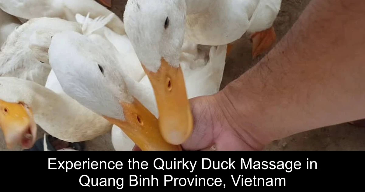 Experience the Quirky Duck Massage in Quang Binh Province, Vietnam