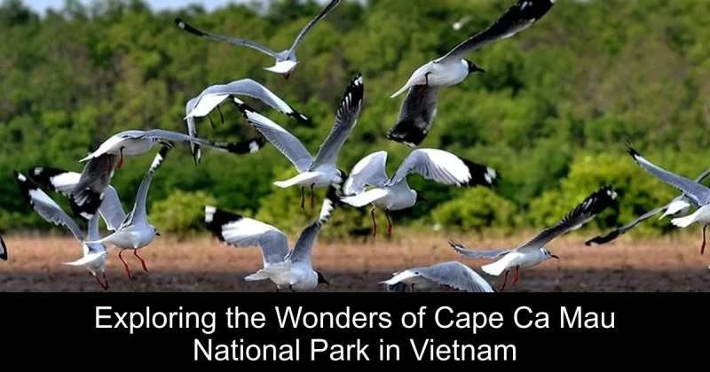 Exploring the Wonders of Cape Ca Mau National Park in Vietnam